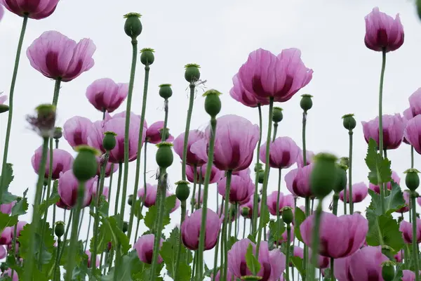 Bahçedeki güzel çiçekler