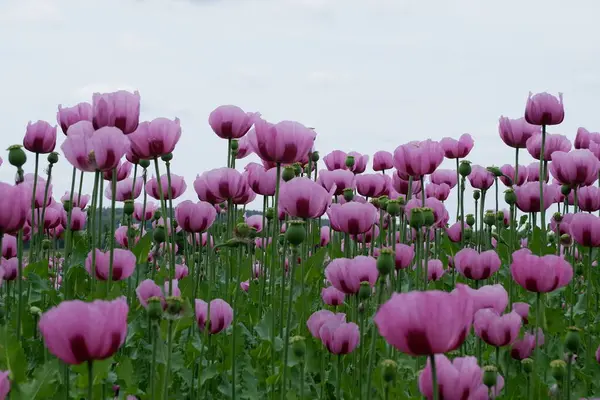 Pembe laleler tarlası