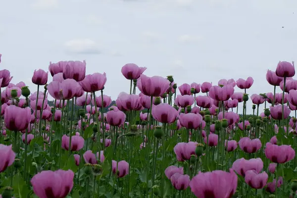 Bahçedeki güzel laleler