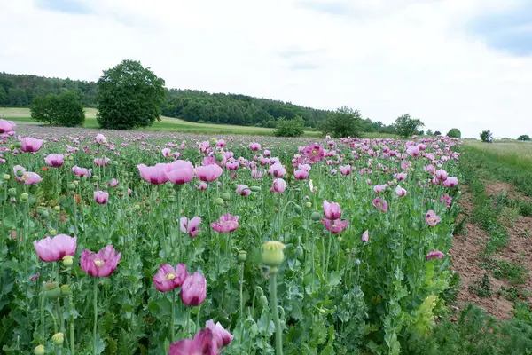 Tarladaki güzel çiçekler
