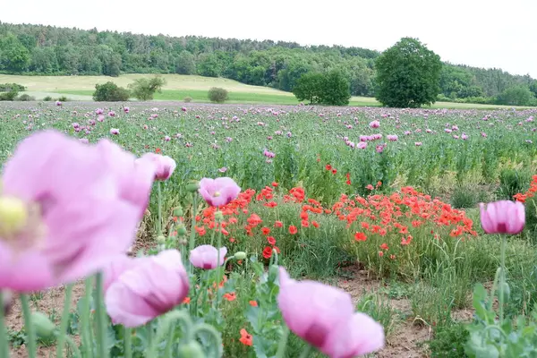 alanında güzel haşhaş çiçekleri