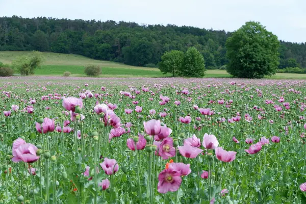 Yaz aylarında kırmızı haşhaş alan.