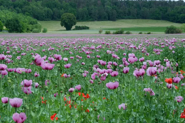 Yazın gelincik tarlası