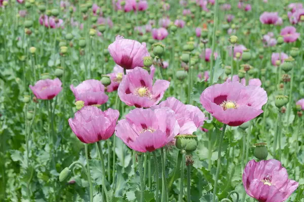 Bahçede güzel pembe gelincik çiçeği