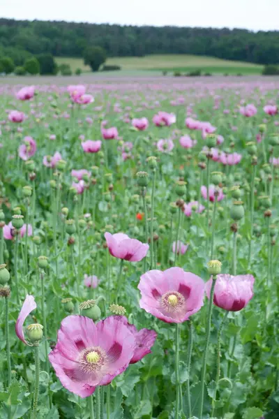 Bahçedeki pembe çiçekler