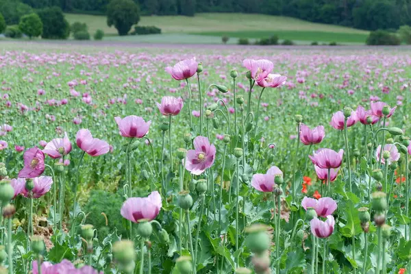 Bahçedeki güzel çiçekler