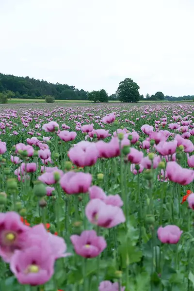 Yazın pembe çiçek tarlası