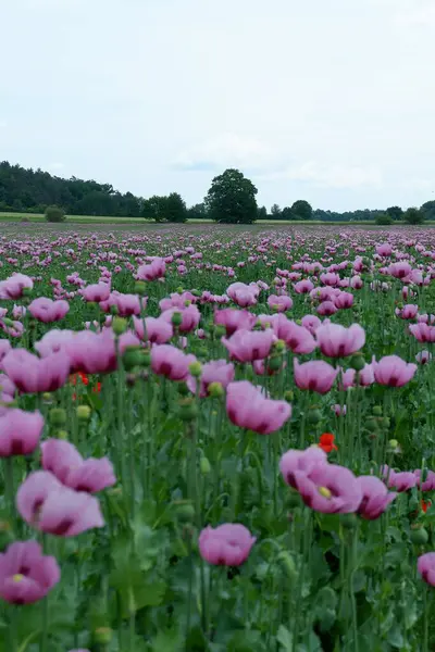 Bahçede pembe gelincikler