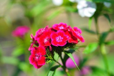 Bahçedeki kırmızı çiçek