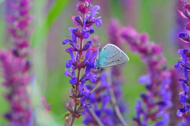 Lavanta çiçeği üzerinde Kelebek