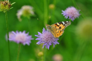 Çiçekteki güzel kelebek