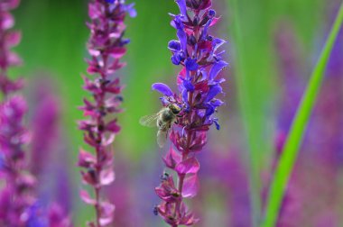 Bahçedeki güzel çiçekler