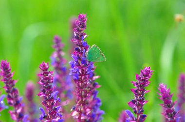Bahçedeki lavanta çiçeklerinin üzerinde bir arı