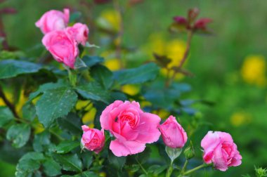 Bahçedeki pembe gül