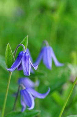 Bahçedeki güzel çiçekler