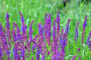 Çayırdaki lupin çiçeği.