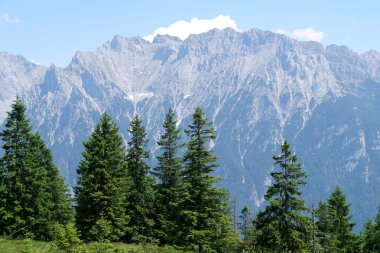 Ağaçlarla kaplı dağ manzarası