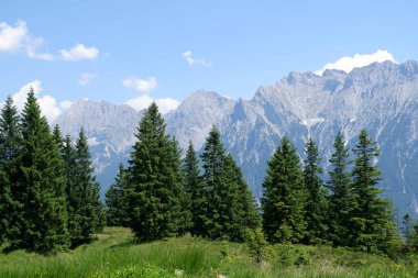 Önünde yeşil orman olan güzel bir dağ manzarası.