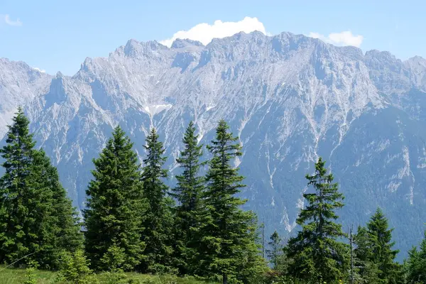 Ağaçlarla kaplı dağ manzarası