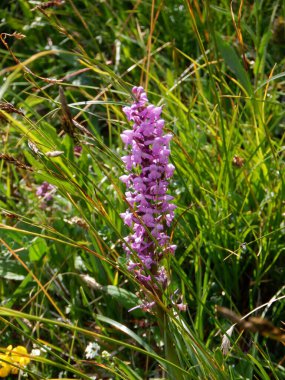Bahçedeki güzel çiçekler