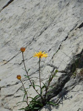 Bahçedeki sarı çiçek