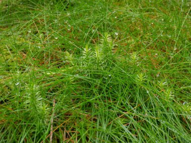 Ormanda yeşil çimenler