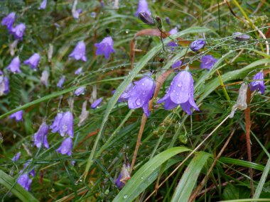 Ormanda güzel çiçekler