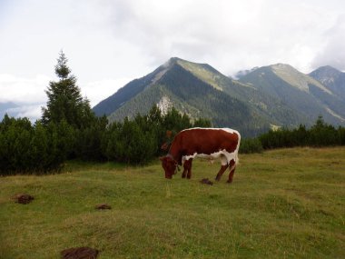 Otlakta inekler, dağlarda inekler çayırda otluyor.