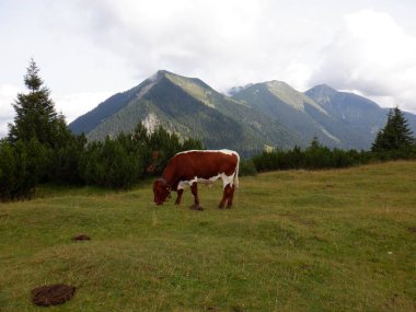 Yazın bir dağ otlağında inek