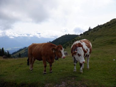Dağ otlaklarında inekler ve inekler