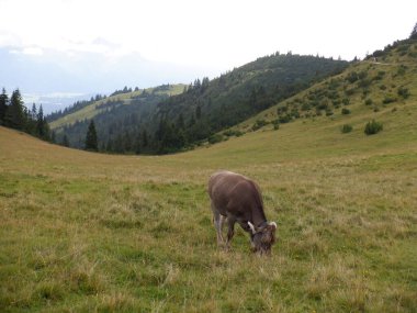 Karpat Dağları inek