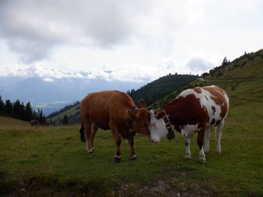 Dağlarda otlayan inekler.