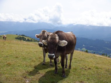Dağ otlağındaki inekler