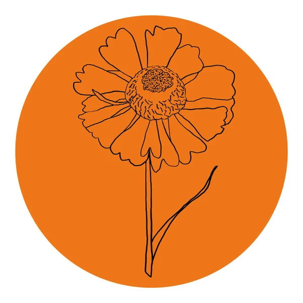Flower line sketch illustration in orange circle. Isolated on white background. For invitation, decor, logo, poster, greeting card.
