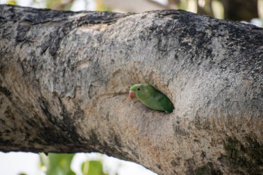 Bir ağaç dalına konmuş yeşil bir papağanın yakın çekimi.