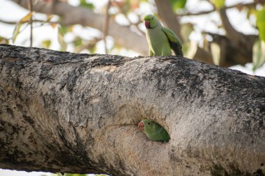 Ağaçta oturan iki papağan.