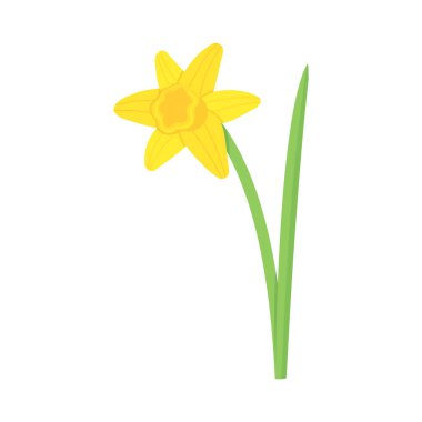 Beyaz arka planda izole edilmiş sarı nergis çiçeği. Tebrik kartları, posterler, tasarımlar için vektör narsissus illüstrasyonuName