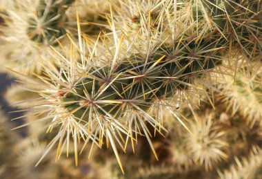 Joshua Tree, California, ABD, 16 Nisan 2023 Joshua Tree Ulusal Parkı yüksek çölünde nadir görülen bir oyuncak ayı cholla. Kaktüs yakın çekim.