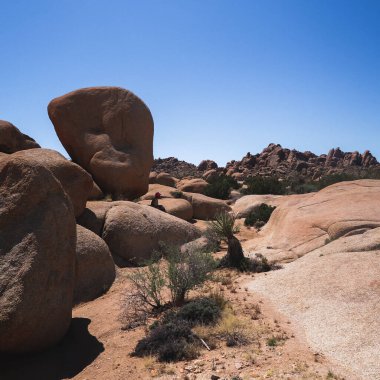 Joshua Tree Ulusal Parkı 'ndaki Jumbo Kayalıkları Kampı' nda keşif, kamp ve yürüyüş..