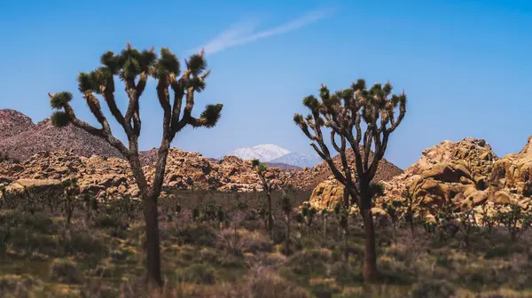 2023年4月16日 美国加利福尼亚乔舒亚树 乔舒亚树国家公园高沙漠中Jumbo Rocks营地的岩层探险 露营和远足 — 图库照片