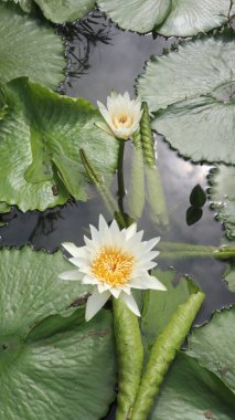 Portrait of beautiful white lotus flowers growing on the water. clipart