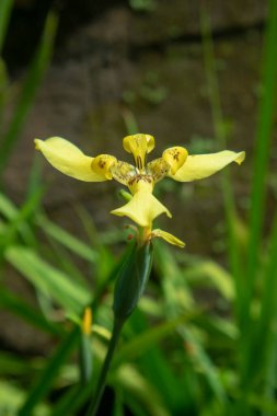 Sarı yürüyen iris çiçeği (trimezia martinicensis) yeşil yapraklara karşı çiçek açar