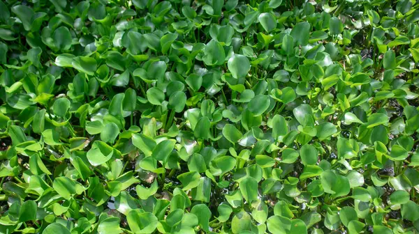 Su sümbülü ya da Eceng gondok (Eichornia crassipes) yüzen su bitkisinin bir türüdür..