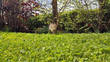 Mutlu kedi dışarıda yonca bahçesinde