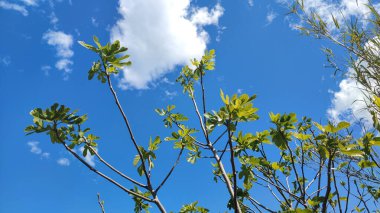 Güzel botanik fotoğrafı, doğal duvar kağıdı.
