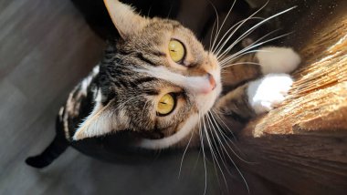 Kedi pençeleriyle mobilyaları tırmalıyor.