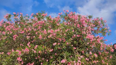 Mavi arkaplanda pembe çiçekli badem ağacı