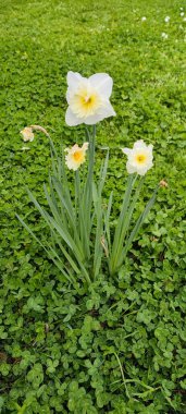 Narcissus çiçekleri ilkbaharın başlarında yonca tarlasında