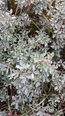 Bataklıktaki bataklık bitkisinin yapraklarında çiy damlaları var.