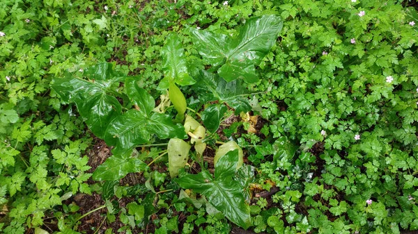 Włoskie Rośliny Arum Dzikie Lesie Deszczowym — Zdjęcie stockowe